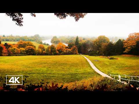 Beautiful Autumn in Richmond England - Golden Trees, Misty Hills, River Views & Wild Deer