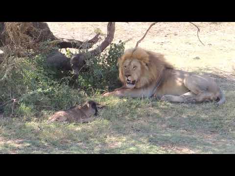 A large male Lion and a young Wildebeest. Ndutu, Tanzania