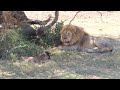 A Large Male Lion And A Young Wildebeest Ndutu Tanzania