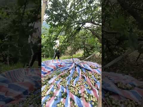 Vibrating Fruit Harvesting Machine ,mini electric vibration fruit harvester machine