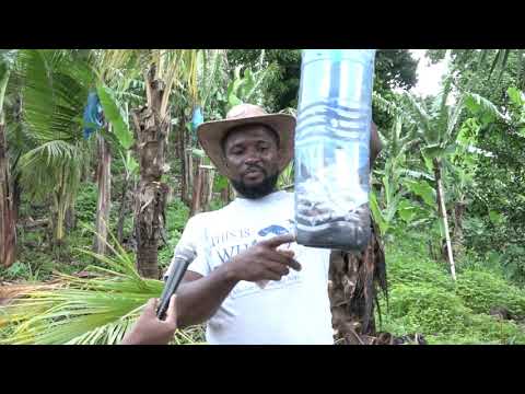 Controlling the Coconut Beetle