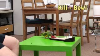 Kili Senegal Parrot - Bowling Trick