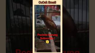 Download lagu burung cucak EMAS ! endemik papua. #burunggacor #burungpeliharaan #burungkicau mp3