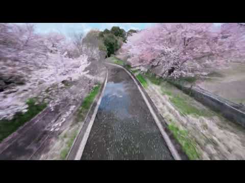 FLYING EDGE // BEYOND THE CHERRY BLOSSOMS - FPV Drone Reel