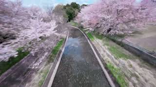 FLYING EDGE // BEYOND THE CHERRY BLOSSOMS - FPV Drone Reel