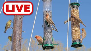 California · San Jose · Bird Feeder live stream