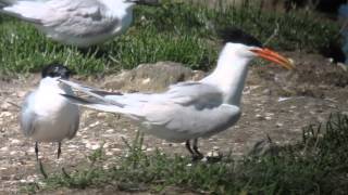 preview picture of video '12.6.14 Sterne de type élégante (Sterna elegans, Elegant Tern-like)'