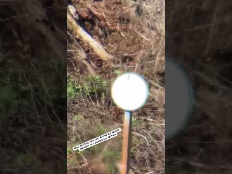 Finally hitting steel at 300 yards w/ Springfield Armory 2020 Waypoint