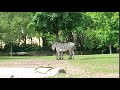 Zebra 7 8 19 At The DETROIT ZOO MICHIGAN