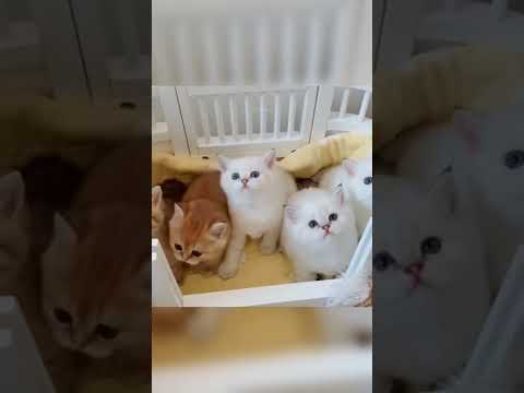 Baby Cats _ Cute and Funny Cat Videos Compilation #1 || Funny Animals With Mohsin. #funny #cutecat