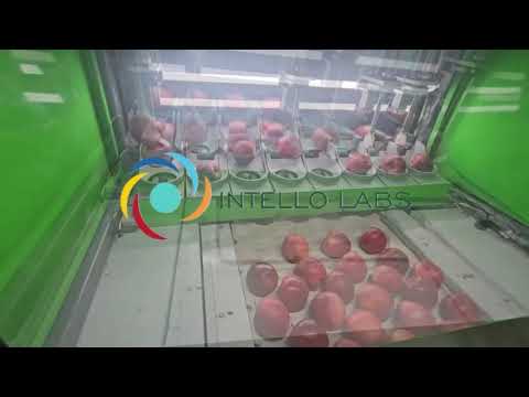 Intello Fruit Packer
