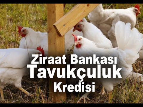 , title : 'Ziraat Bankası Tavukçuluk Kredisi Nasıl Alınır'