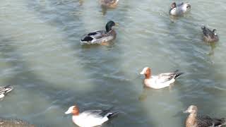 鳥動画：ヨシガモ、他色々、２０１８０３２４０１