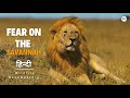Fear On The Savannah Hindi Documentary Wildlife Documentary In Hindi