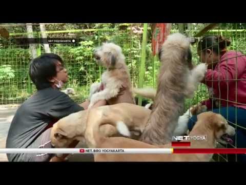 NET YOGYA - Animal Friends Jogja, Komunitas Pecinta Hewan di Yogyakarta