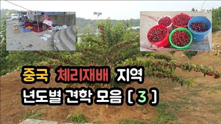 중국 체리농장 견학 [ 3 ]   18년도 3월 촉성재배 현장과 노지 체리나무 연구
