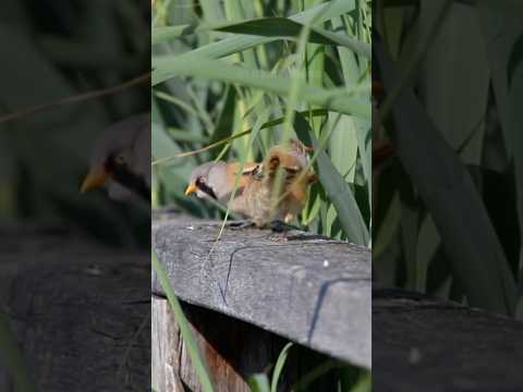Erkunde mit mir den Federsee 🪶💦 ein Lebensraum für Vögel im Naturschutzgebiet #bawü #bartmeise