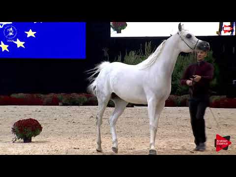 N.144 TF ESMERALDA - Lier 2018 - 6-7 Years Old Mares (Class 8)