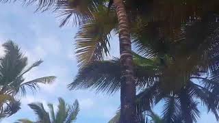 העין העליונה