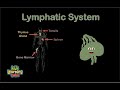 The Human Body /Lymphatic System Song /Anatomy
