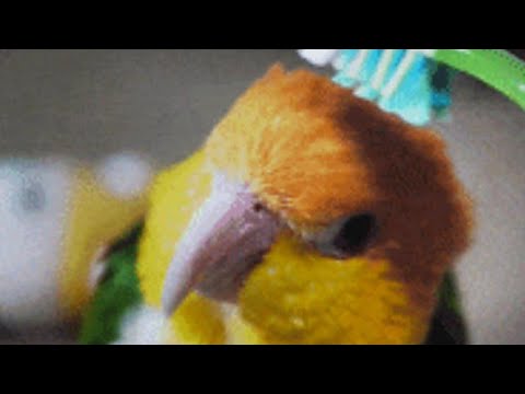 Cat's are fighting 🐈🐈😂 | Naughty parrot 🐦🦜   | Armeen's vlog |