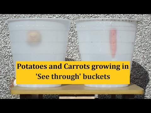 Grow Potatoes and Carrots in 'See through' buckets