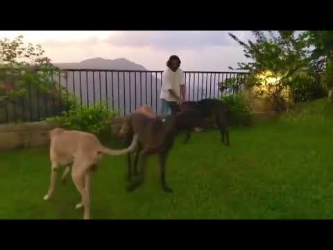 Sunil Shetty With Dogs