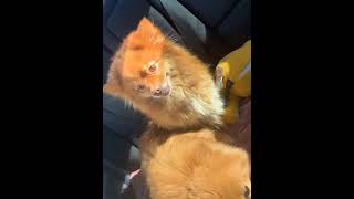 Video preview image #1 Pomeranian Puppy For Sale in York, SC, USA
