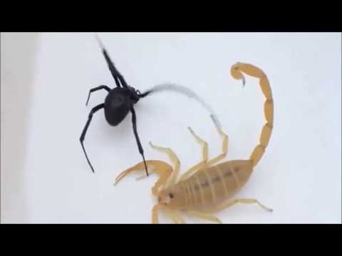 Arana Viuda Negra Americana vs Scorpion