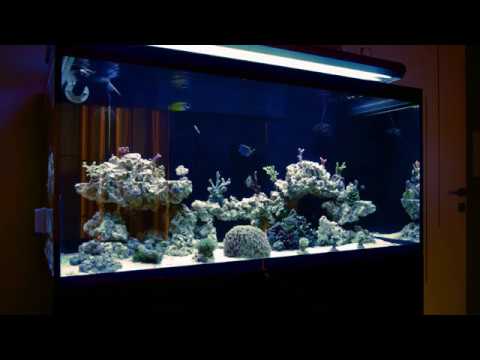 Akwarium morskie Aquael Glossy Marine Reef aquarium #13 Obsada