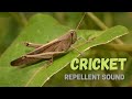 Cricket Repellent Sound