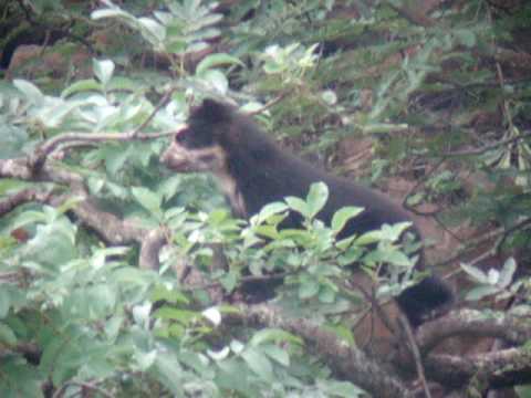 Spectacled Bear seen at chaparri reserve  2010.mpg