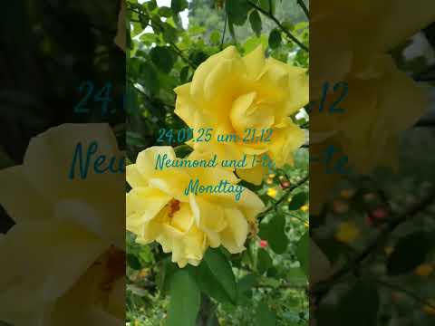 beautiful rose #flowers #nature #ashram #vishwananda #garden #mondkalender 1-te Mondtag