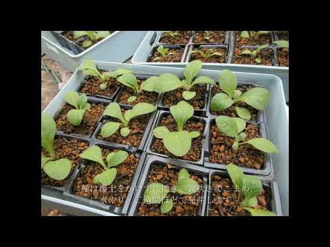 ニコチアナ・アラタについて詳しく解説