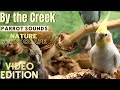 Forest Parrot Sounds By The Creek Soundscape 3 Hours Parrot TV For Your Bird Room