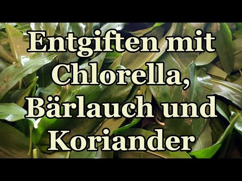 Natürlich Schwermetalle entgiften mit Chlorella, Bärlauch und Koriander - Tinktur selber herstellen