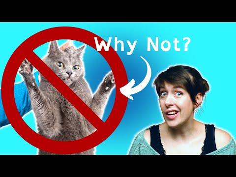 Why You Should NEVER Pick Up Your CAT By The SCRUFF | VET ADVICE