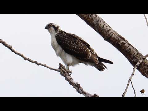 Juvenile Osprey Action-Shot!