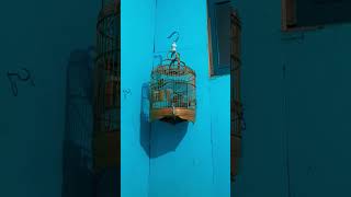 Download lagu Pleci Dakbal Ngecir #Pleci #shorts mp3 Download lagu Pleci Dakbal Ngecir #Pleci #shorts mp3