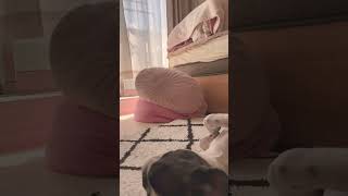 ワンコが寝てるかな〜と覗いたら・・・起きてました😂（笑）