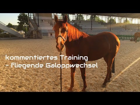 Training - fliegende Galoppwechsel |kommentiert|