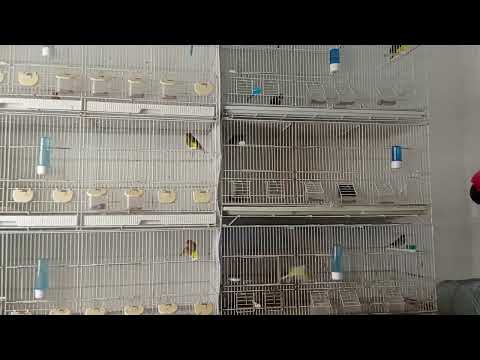 Quick update, new greenfinch pairs. breeding season 2023 soon starting.