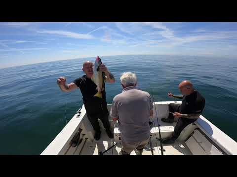 Pollack, cod and ling,