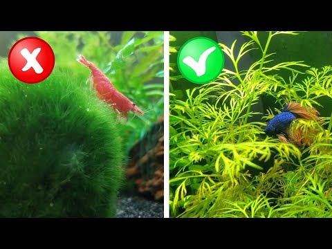 My Honest Review of 10 "Beginner" Aquarium Plants