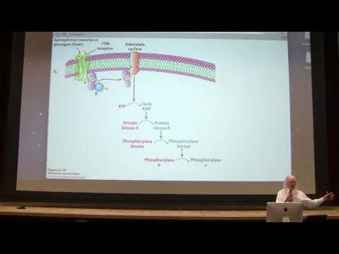 25.  Kevin Ahern's Biochemistry - Glycogen Metabolism II