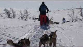 preview picture of video 'Hundeslede (dog sledding) i Bittermarka, Trysil'