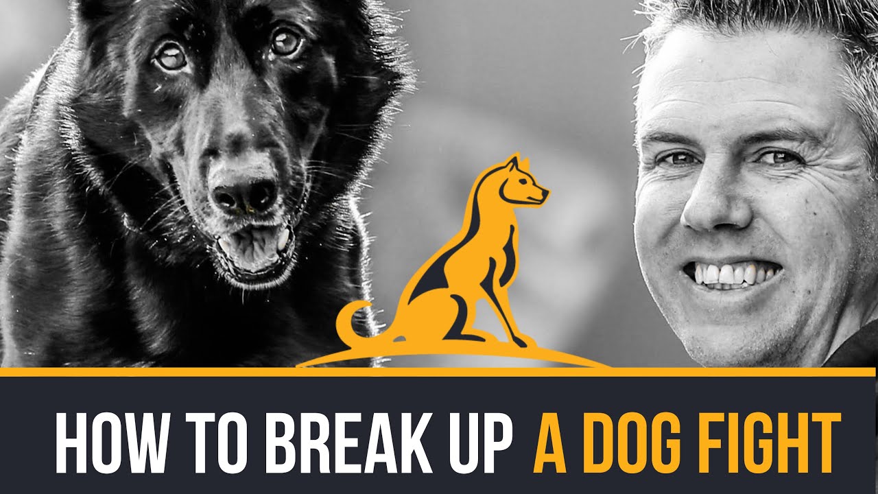 HOW TO BREAK UP A DOG FIGHT