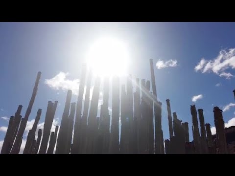 Cactus Silhouette Stock Video