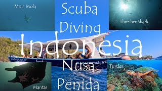 Diving with Scuba Junkie in Nusa Penida Indonesia