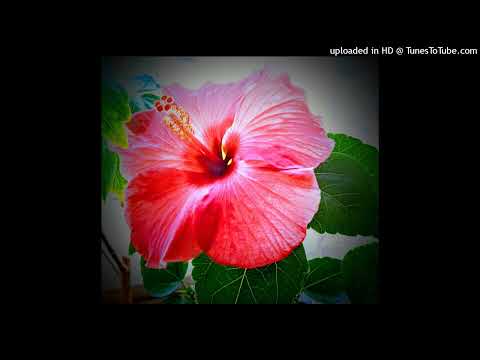 Dropazyna - i feel (prod.Sinowy)